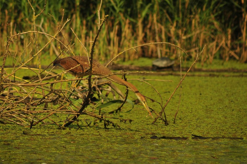 Airone rosso in primo piano